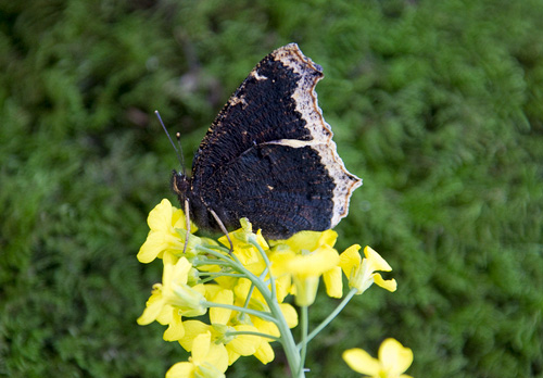 Camberwell Beauty DM1230